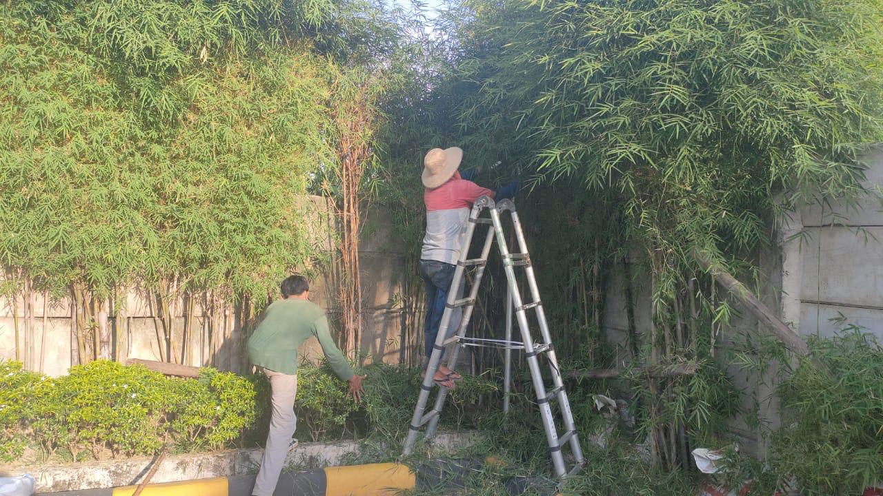 Jasa Gardener Gereja Cikarang